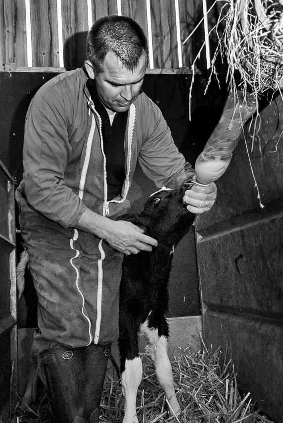 Portrait d'un agriculteur en noir et blanc donnant à boire à un veau
