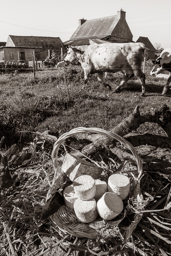 Panier avec fromages devant un champ de vaches